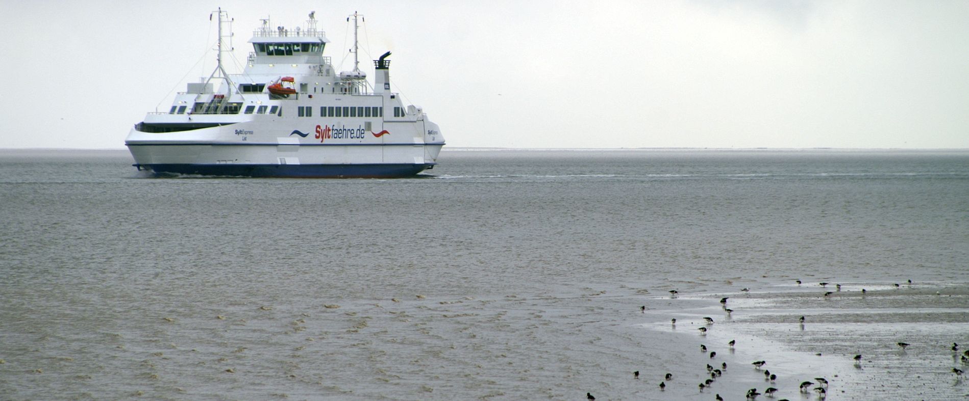 Syltfähre auf See am Wattenmeer mit Austernfischer.